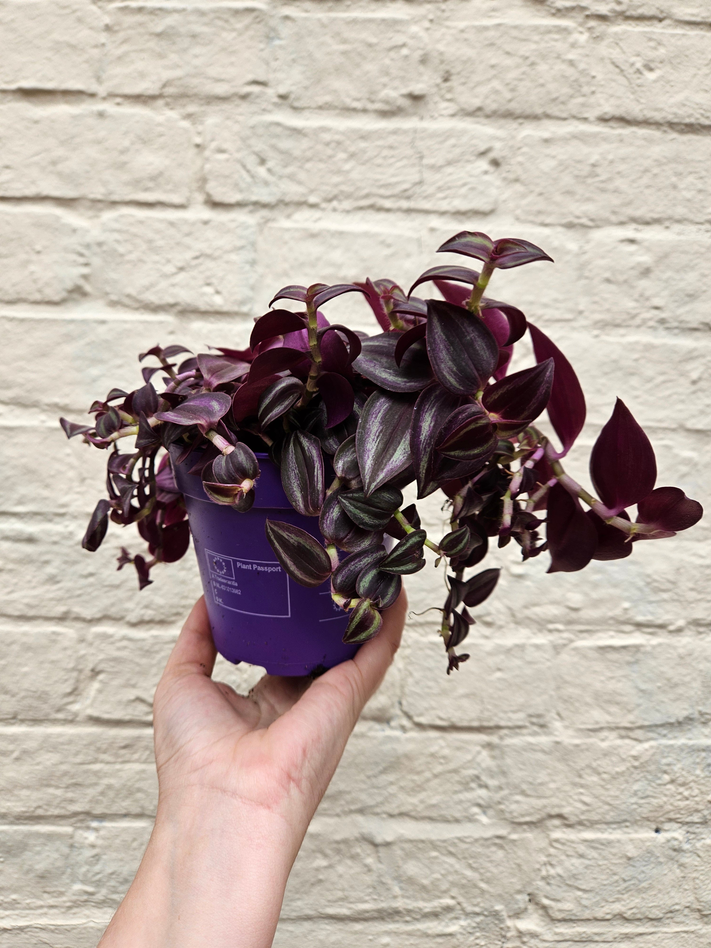Tradescantia 'Purple Passion' (Inch plant/ Wandering Dude) Various sizes available