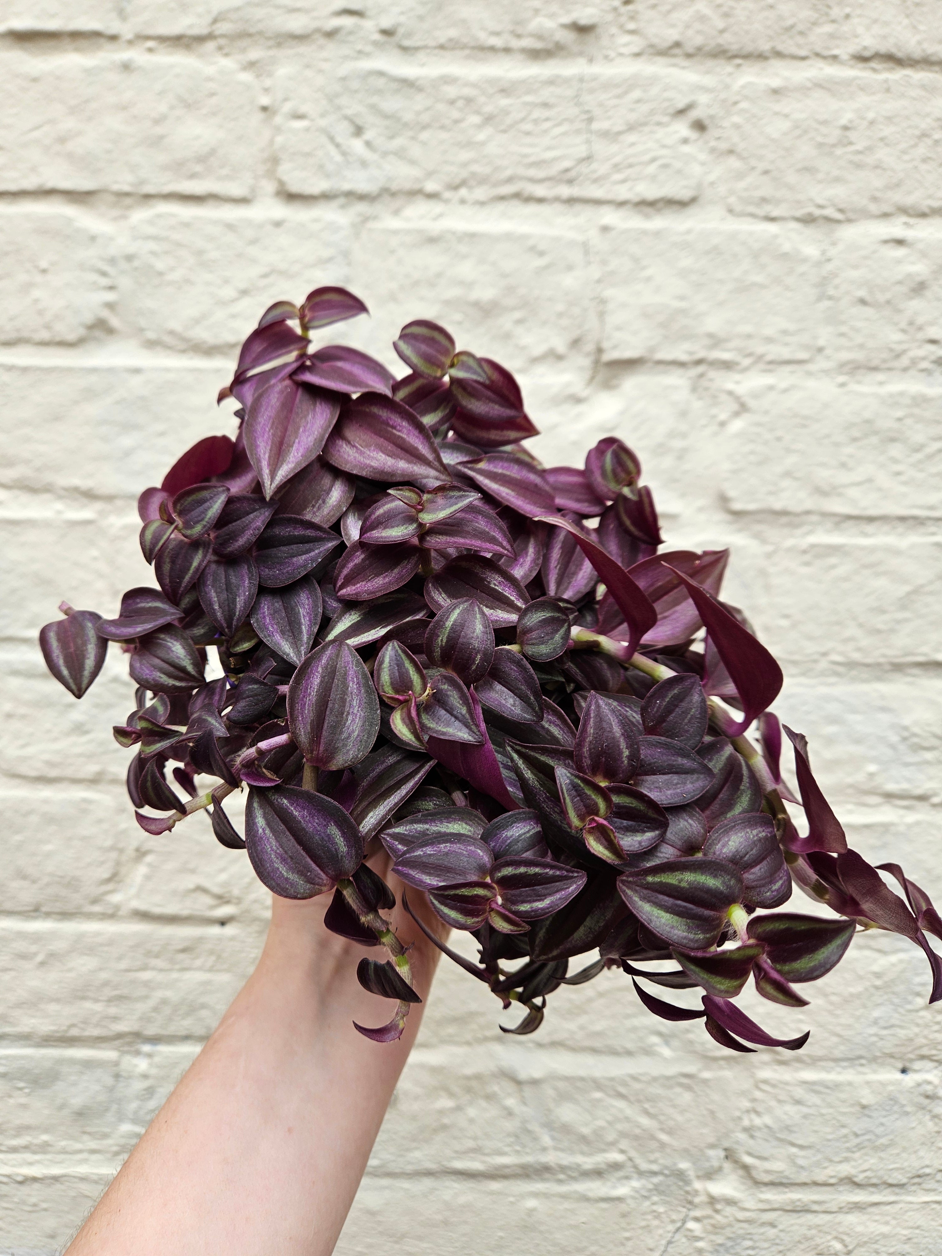 Tradescantia 'Purple Passion' (Inch plant/ Wandering Dude) Various sizes available