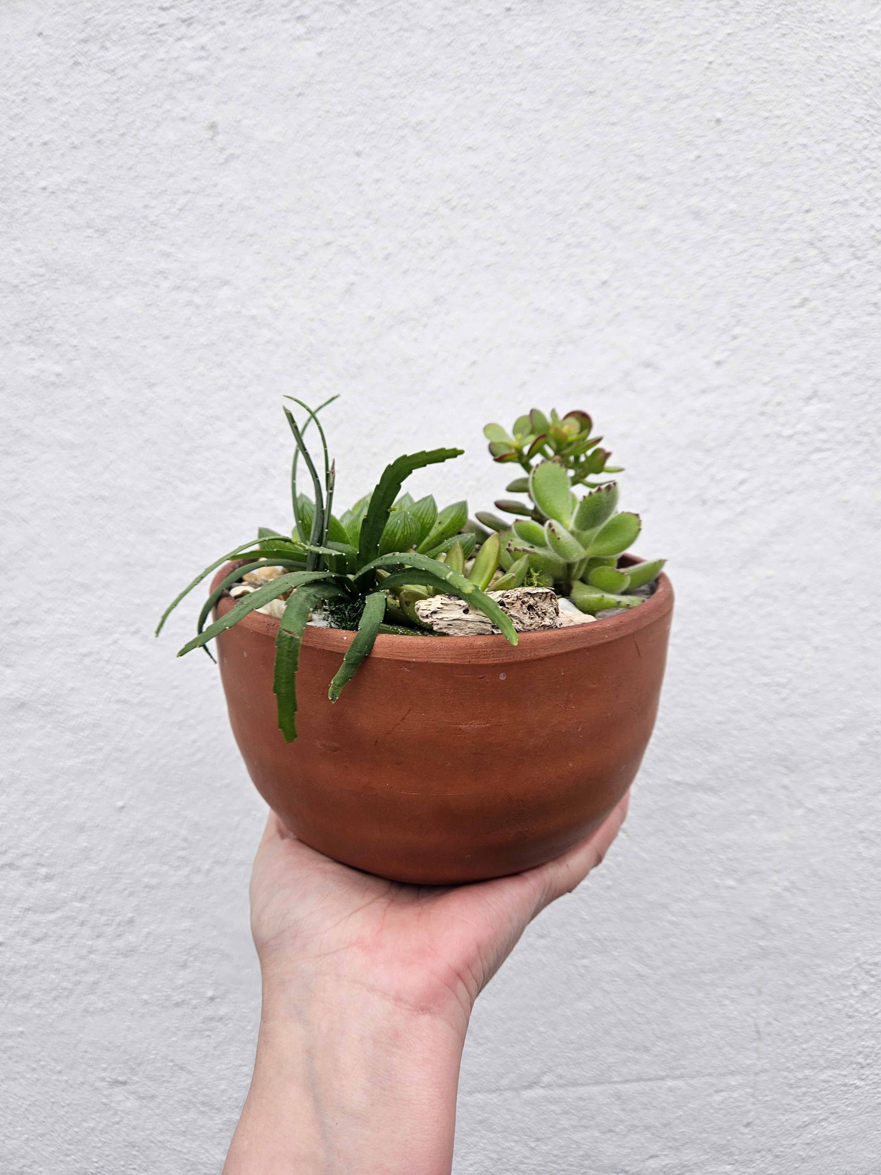 Terracotta Bowl Open Terrarium