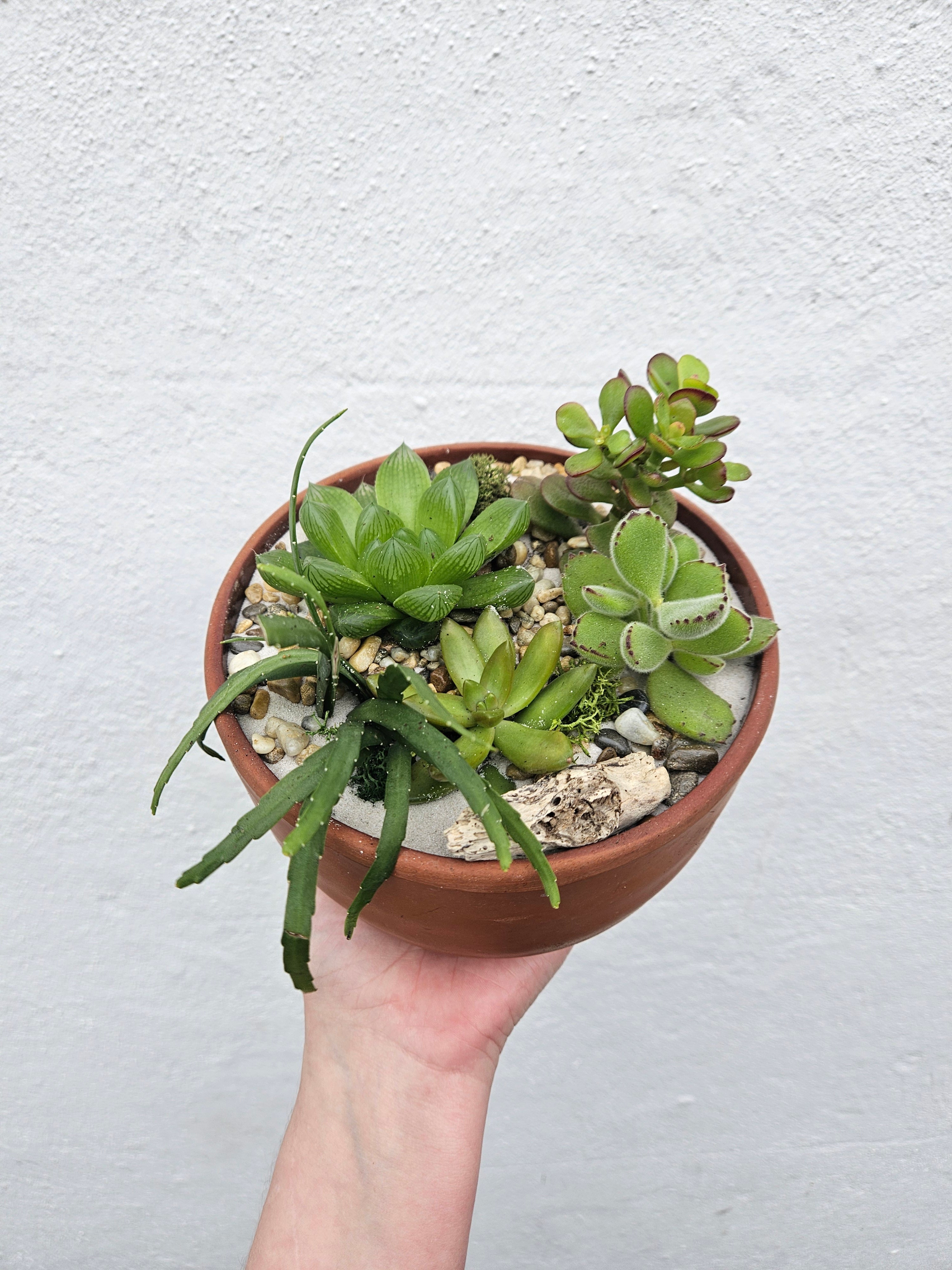Terracotta Bowl Open Terrarium