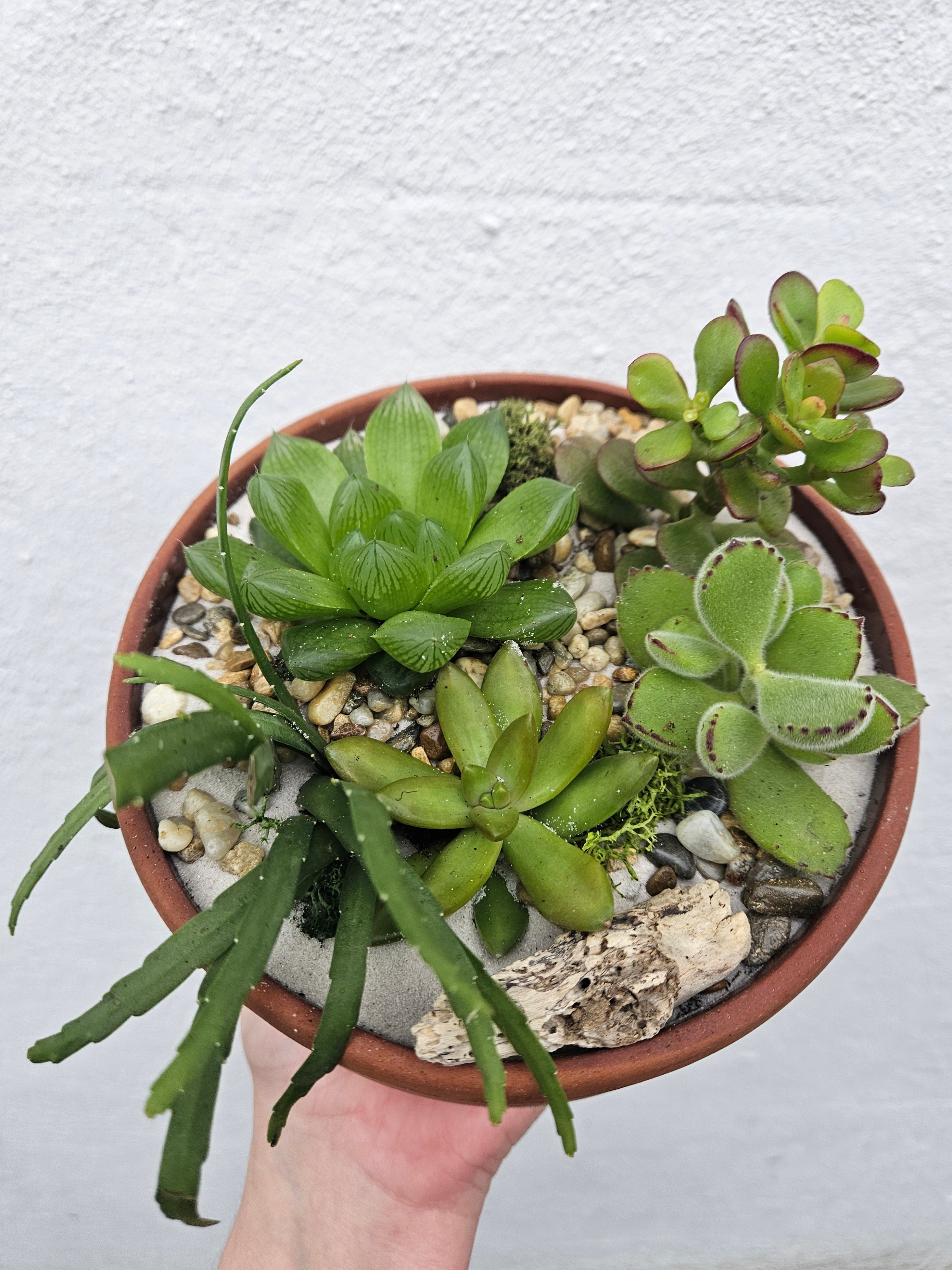 Terracotta Bowl Open Terrarium