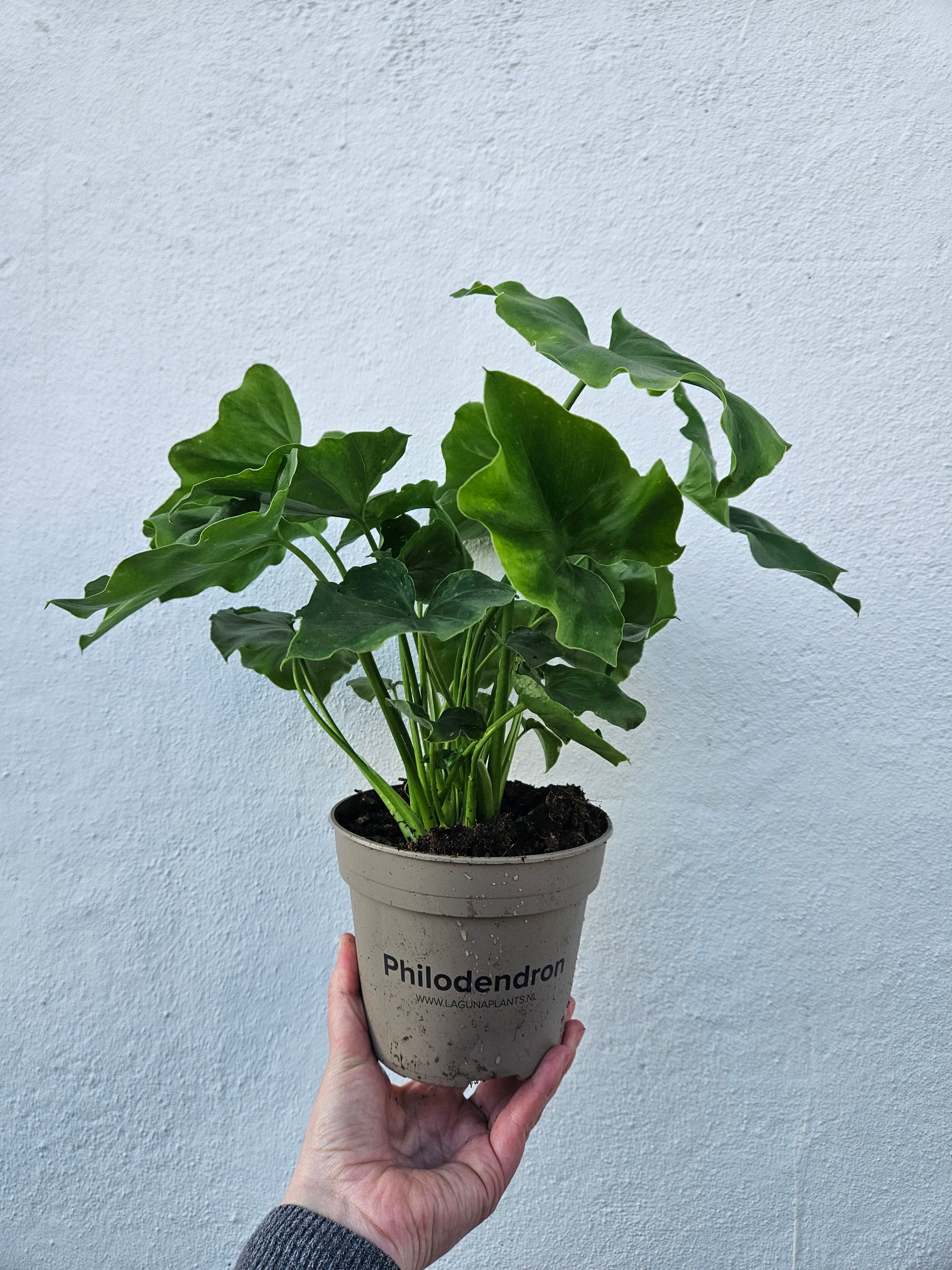 Thaumatophyllum bipinnatifidum syn. Philodendron selloum 'Little Hope' (Tree Philodendron) Various sizes