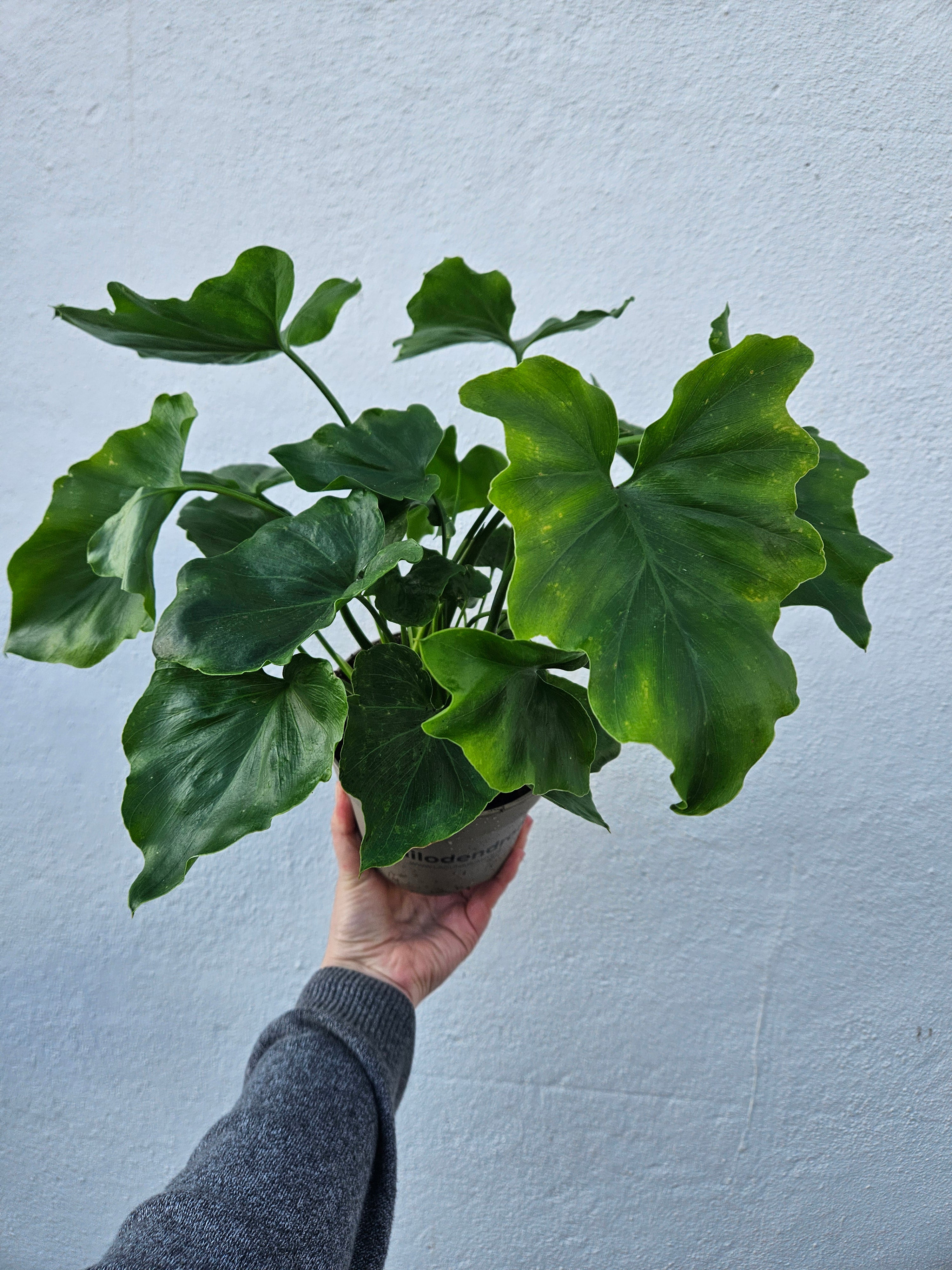 Thaumatophyllum bipinnatifidum syn. Philodendron selloum 'Little Hope' (Tree Philodendron) Various sizes