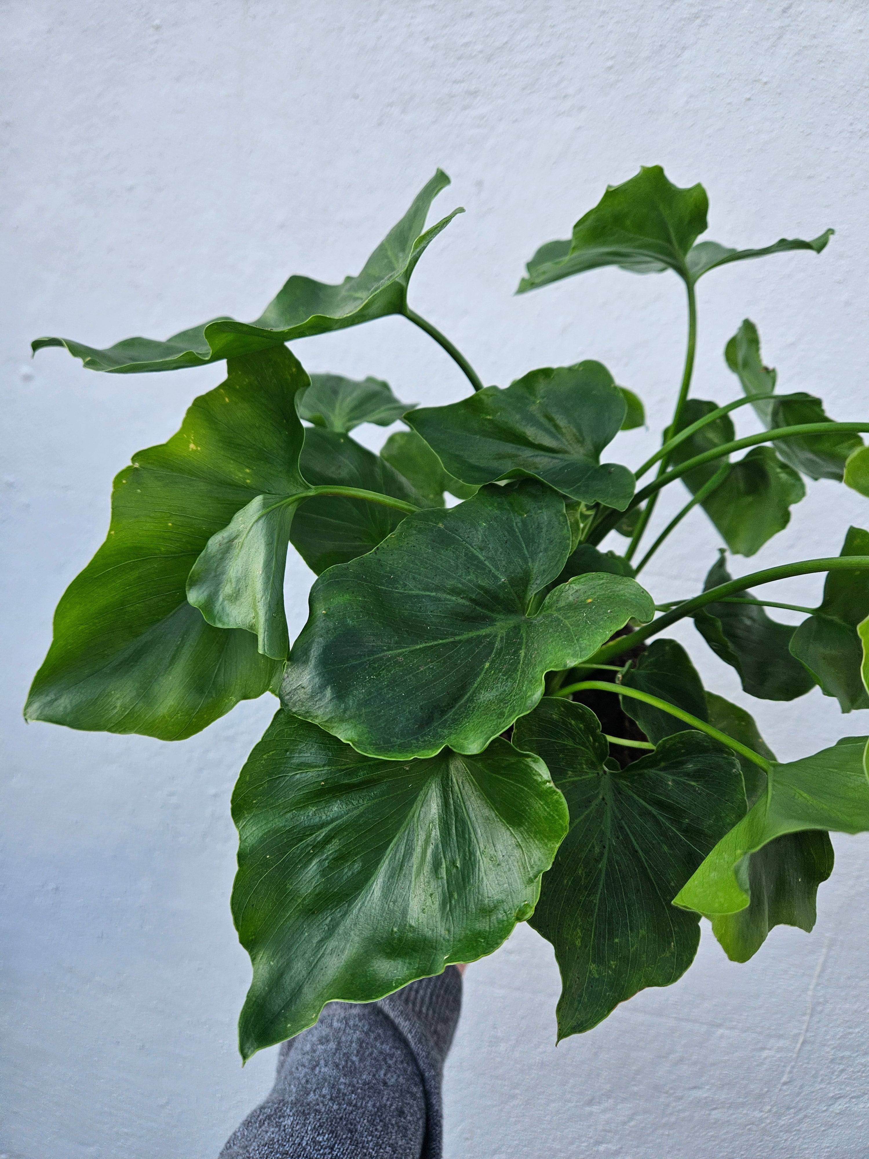Thaumatophyllum bipinnatifidum syn. Philodendron selloum 'Little Hope' (Tree Philodendron) Various sizes