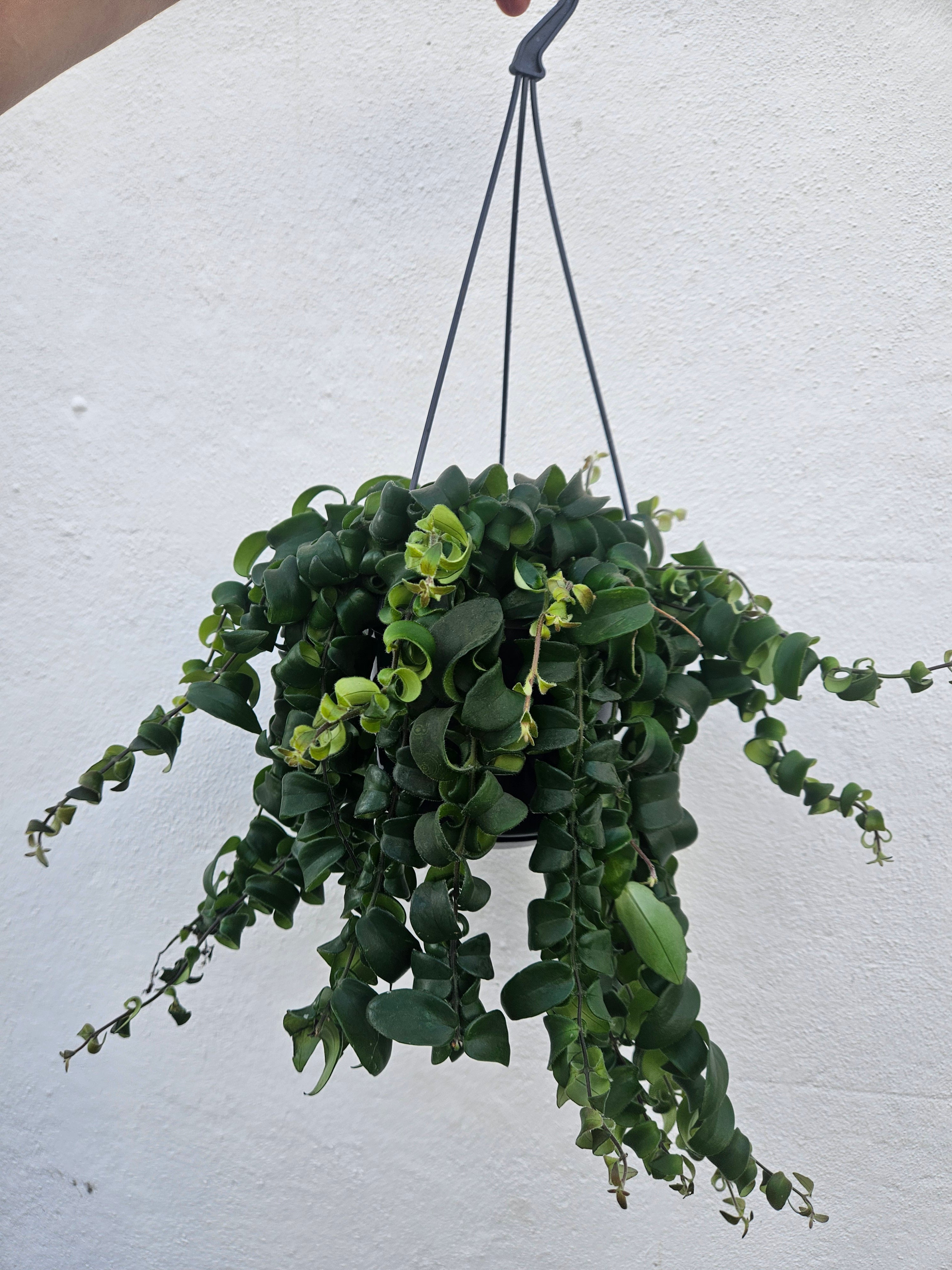 Aeschynanthus radicans 'Rasta' (Lipstick plant)