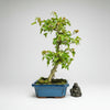 Trident Maple (Acer Buergerianum) Bonsai Tree | Informal Style | In 20cm Pot