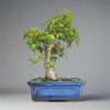Trident Maple (Acer Buergerianum) Bonsai Tree | Informal Style | In 25cm Pot