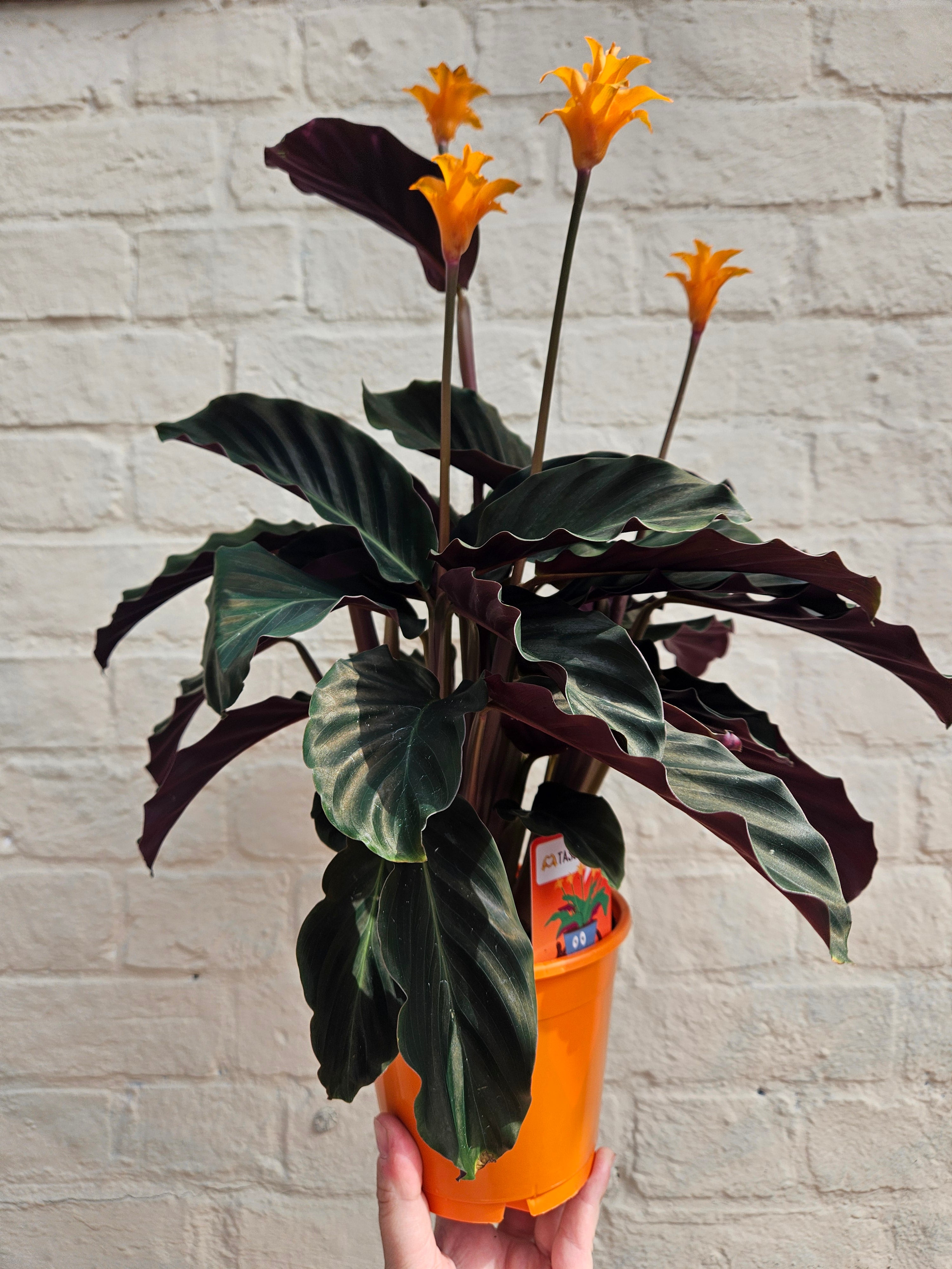Calathea crocata 'Tassmania' (Prayer Plant)