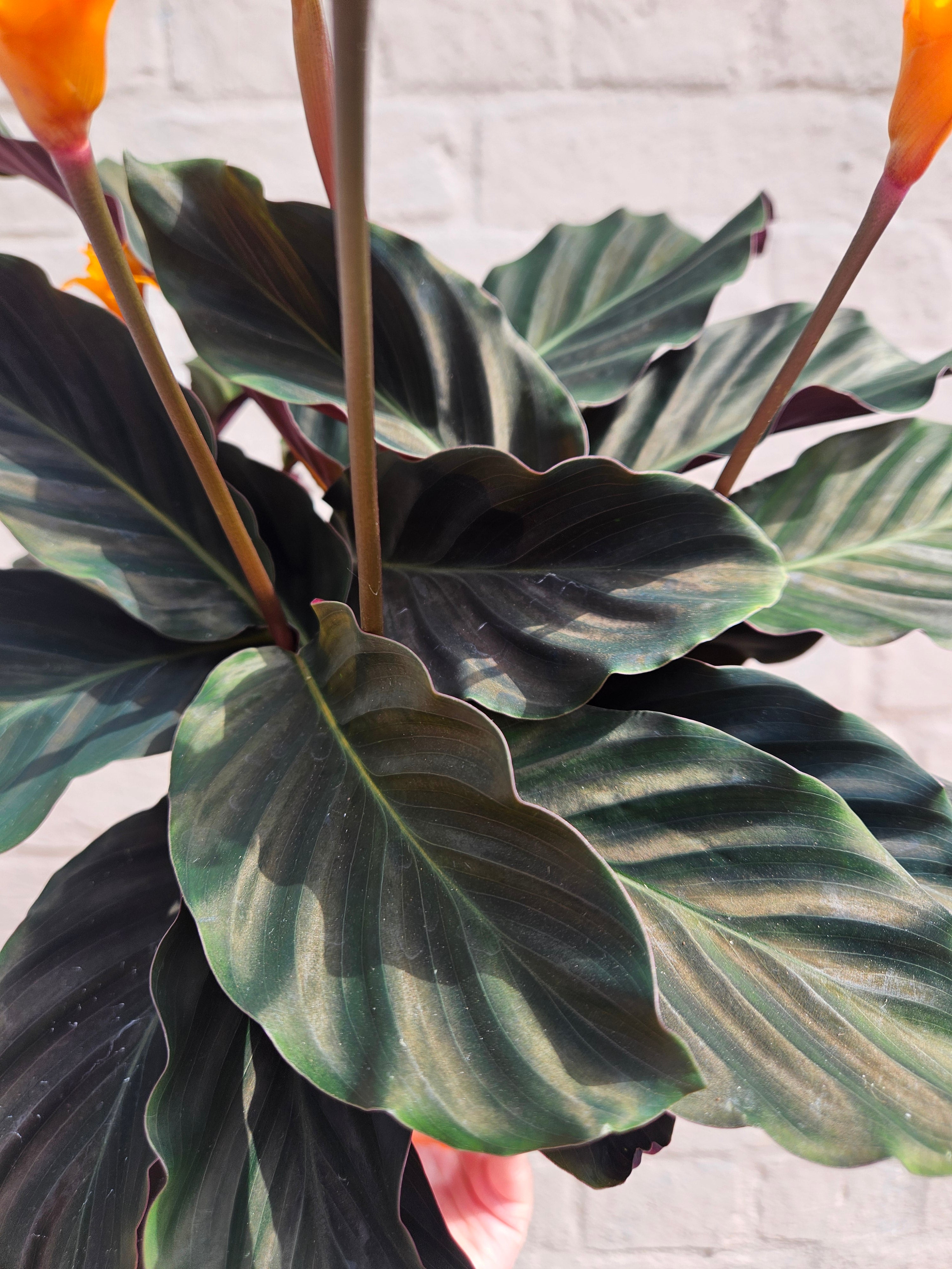 Calathea crocata 'Tassmania' (Prayer Plant)