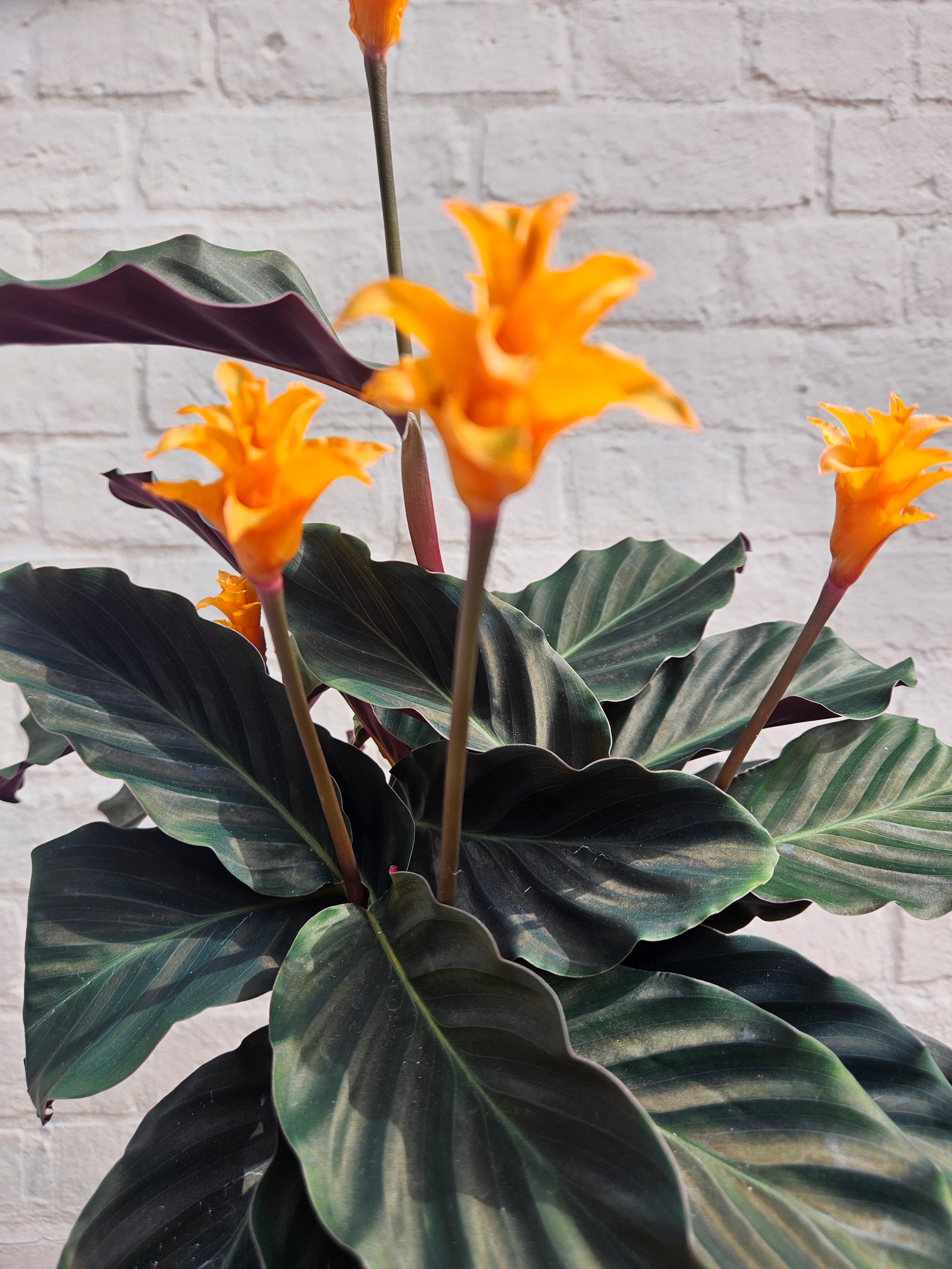 Calathea crocata 'Tassmania' (Prayer Plant)