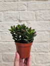 Crassula ovata 'Gandalf' (Jade plant)