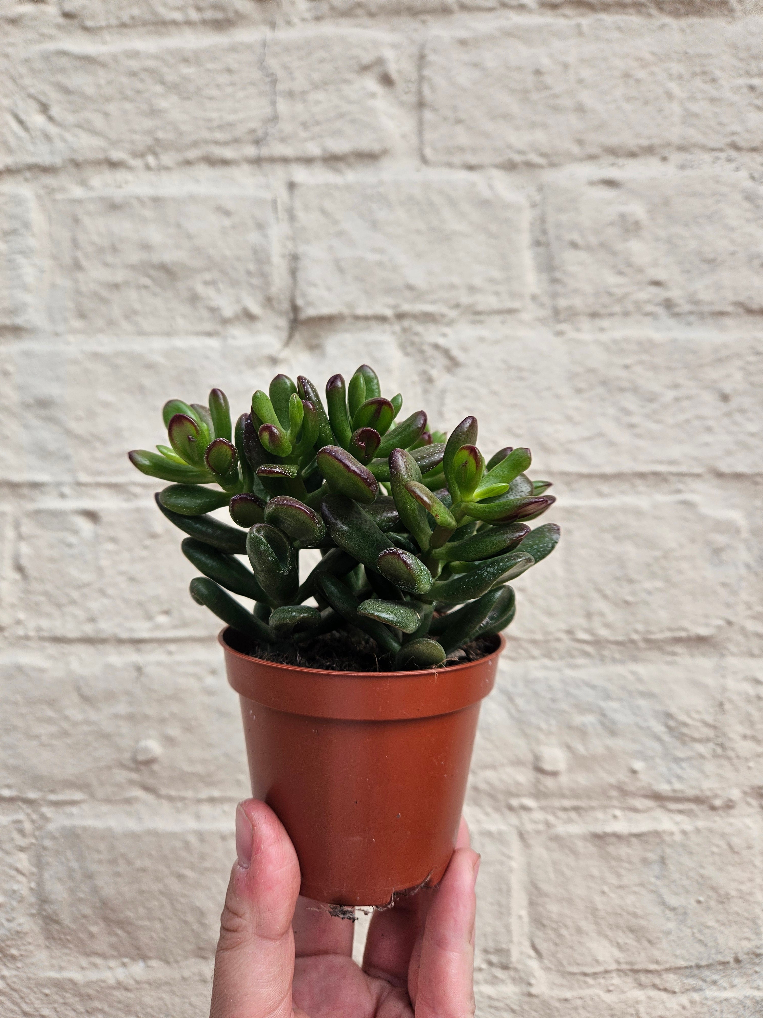 Crassula ovata 'Gandalf' (Jade plant)