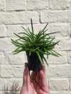 Senecio barbertonicus (Barberton groundsel/Bush senecio)