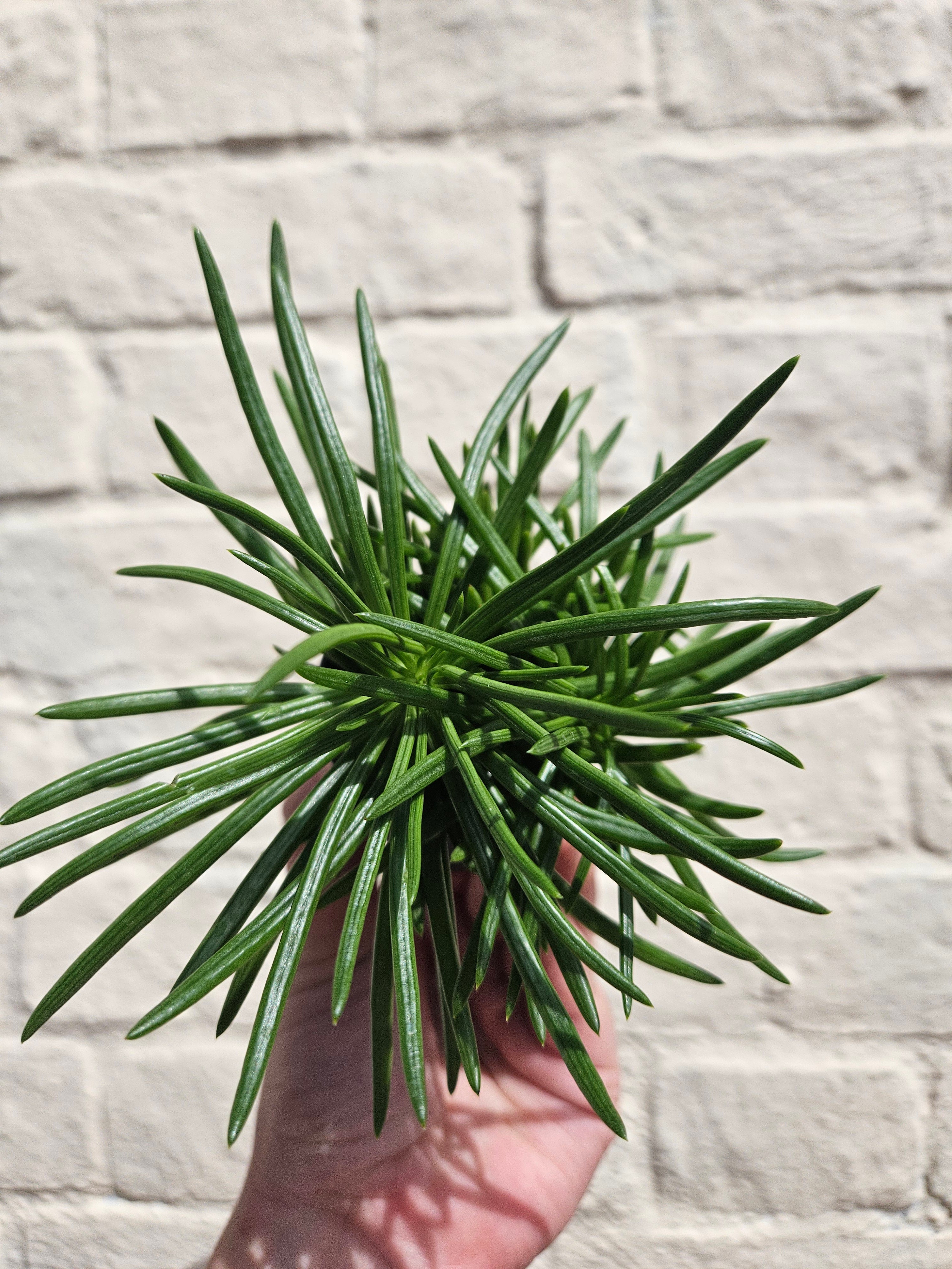 Senecio barbertonicus (Barberton groundsel/Bush senecio)