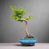 Dawn Redwood (Metasequoia) Bonsai Tree | Shaped | In 25cm Pot