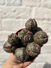 Euphorbia pseudoglobosa (False Globose)