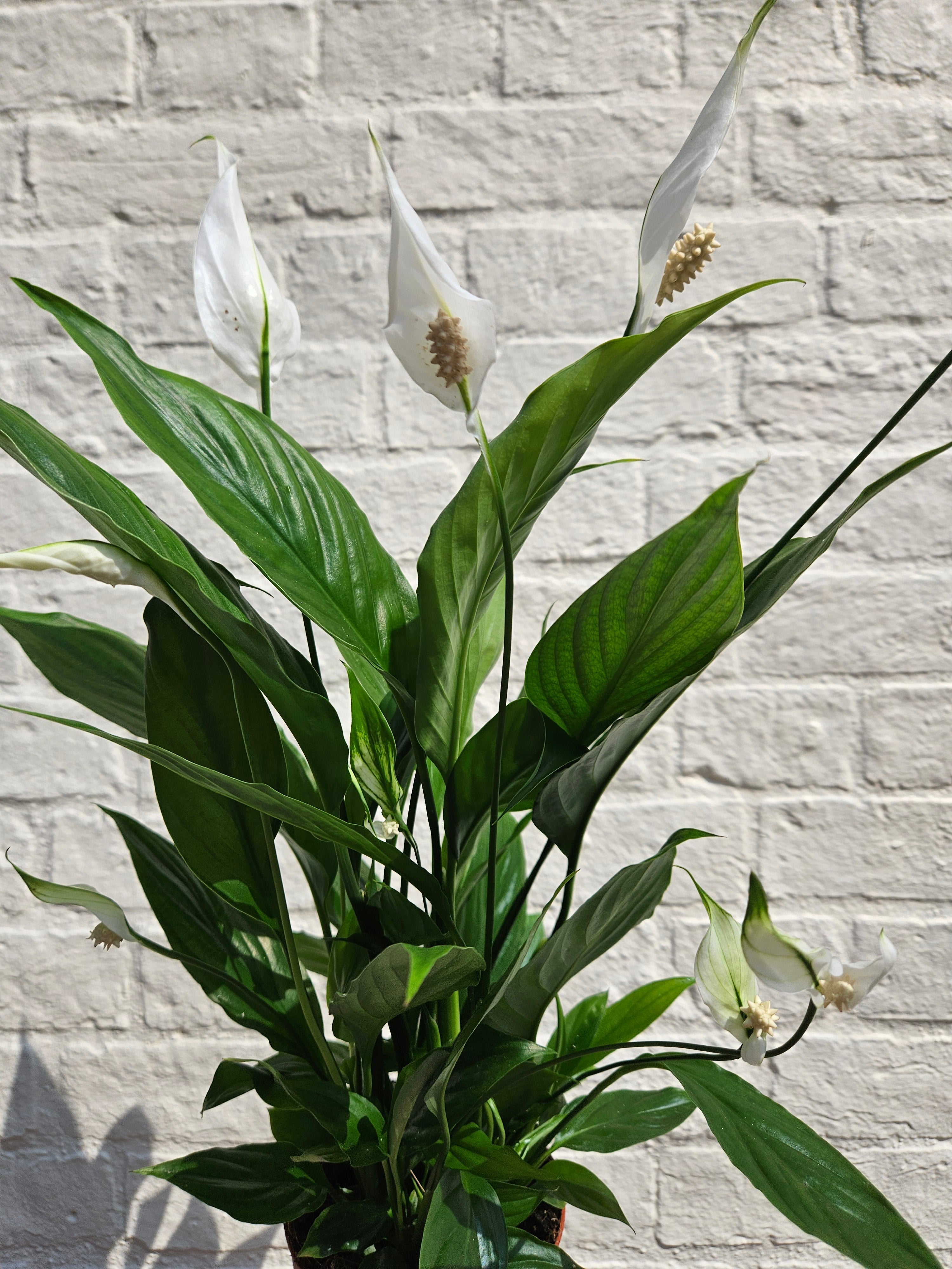 Spathiphyllum 'Pearl Cupido'- Peace lily