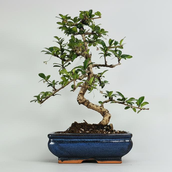 Fukien Tea Tree (Carmona Retusa) Bonsai Tree | Shaped | In 20cm Pot