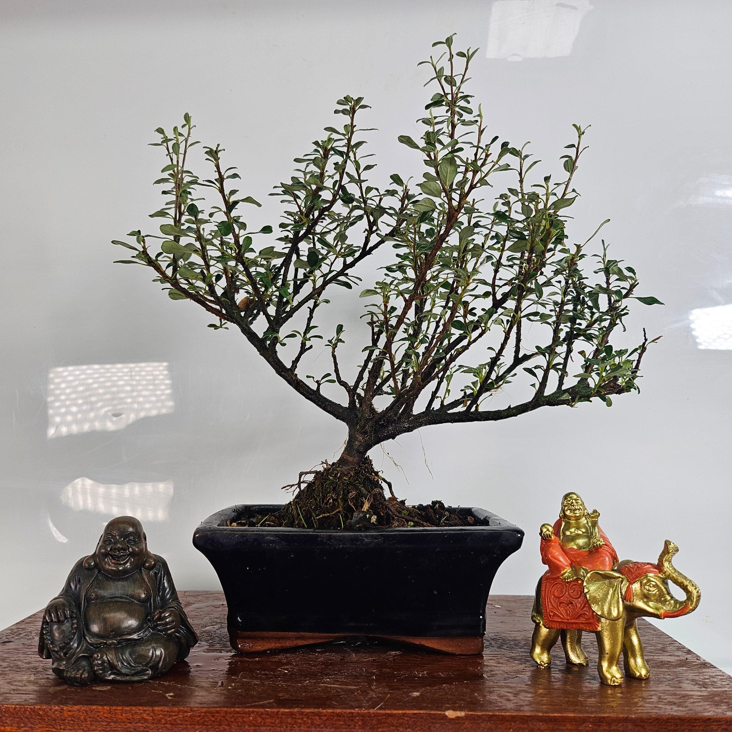 Cotoneaster Bonsai Tree | Broom | In 15cm Pot