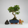 Chinese Privet (Ligustrum Sinense) Bonsai Tree | Shaped | In 15cm Pot