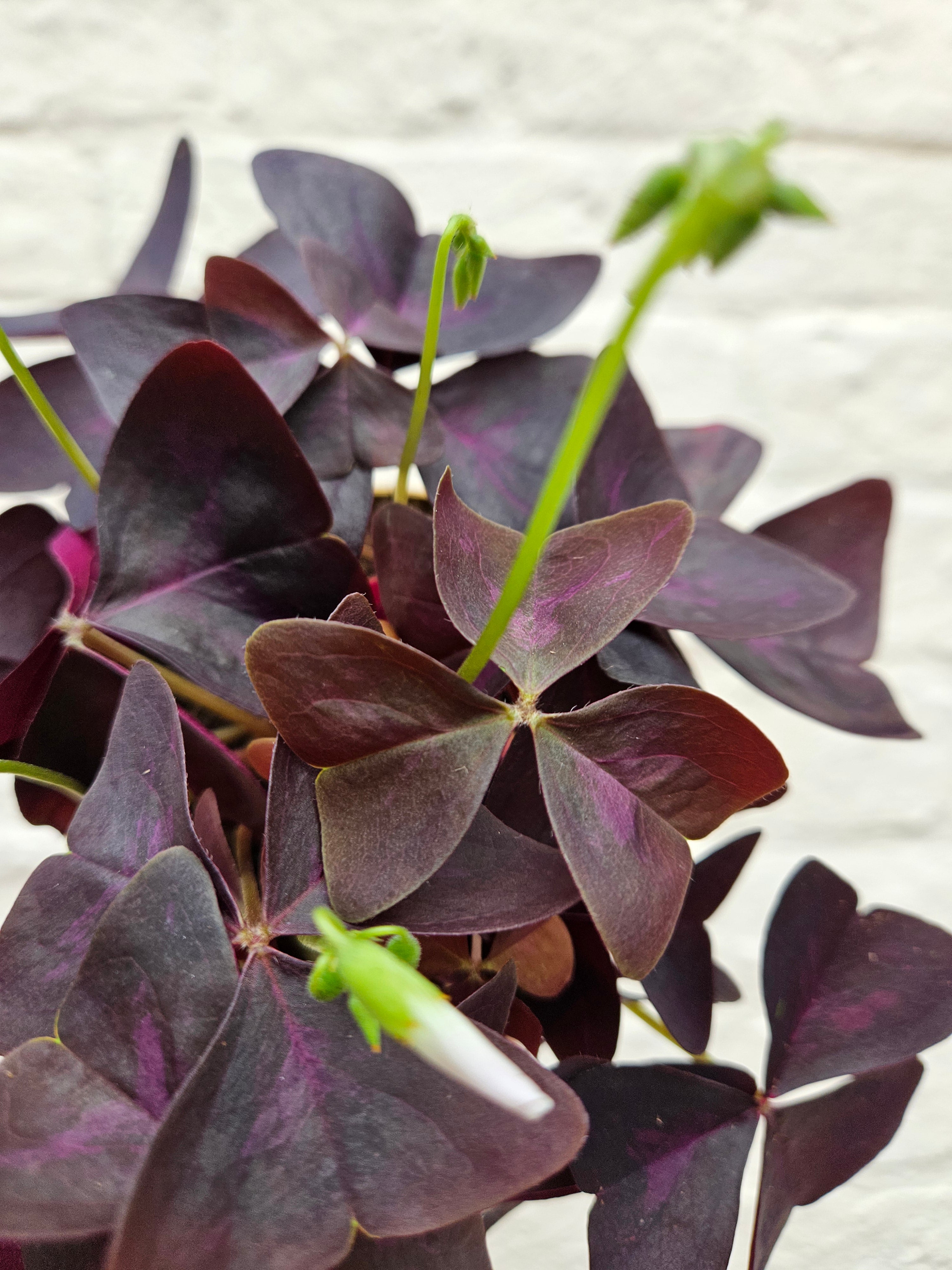 Oxalis triangularis (False Shamrock)