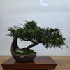 Chinese Juniper (Juniperus Chinensis) Bonsai Tree | Cascading | In 20cm Half Moon Pot