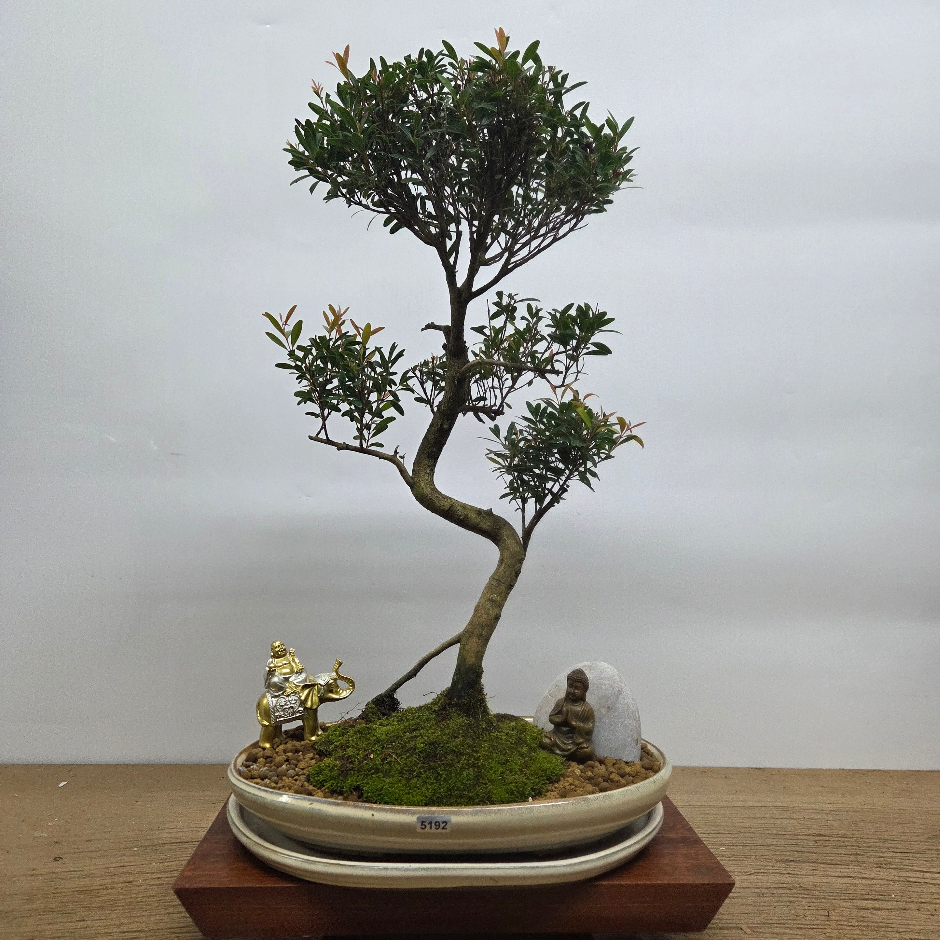 Brush Cherry (Syzygium) Premium Bonsai Tree Bundle | Shaped | In 31cm Pot