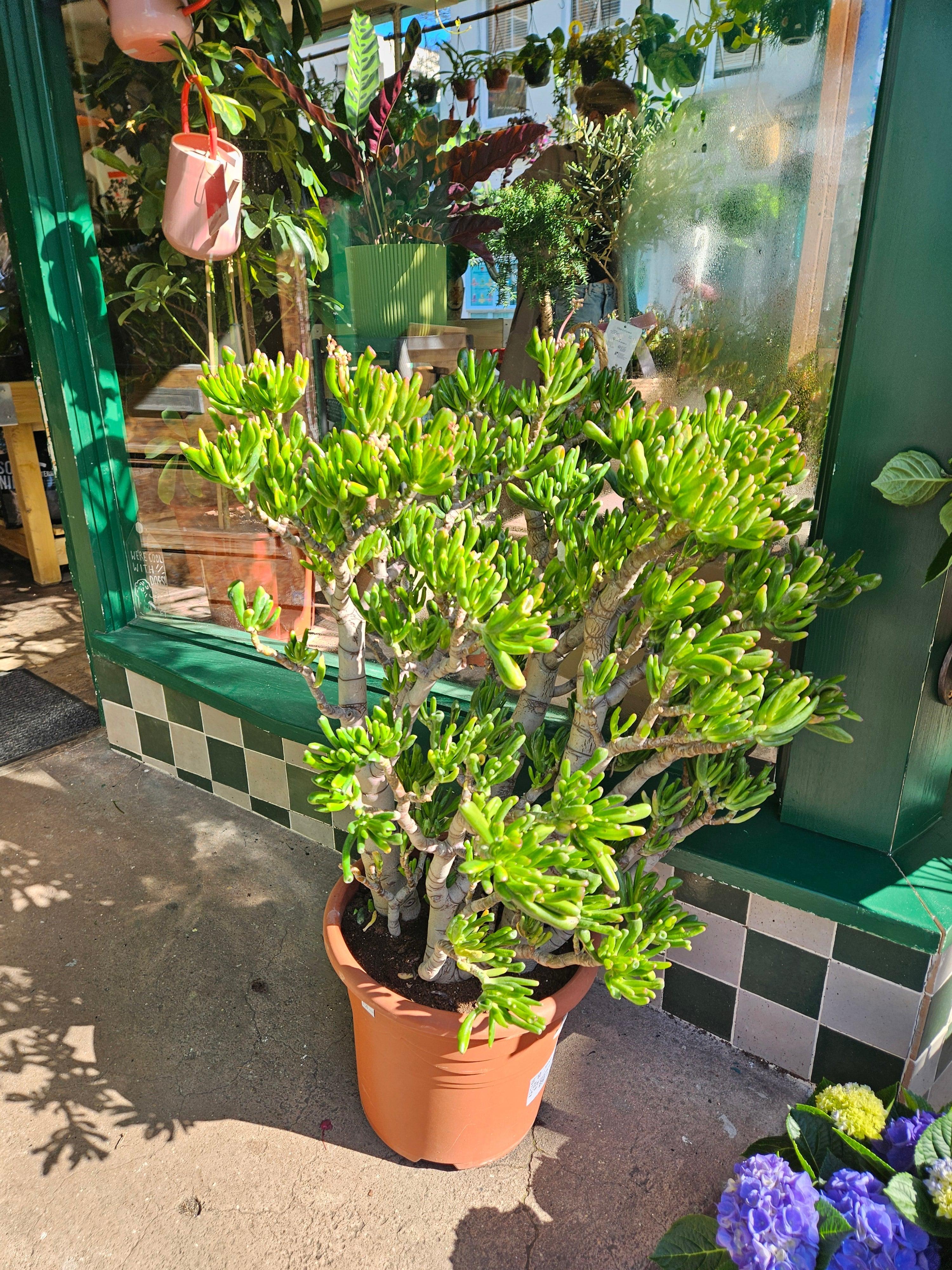 Crassula ovata 'Hobbit' (Ogre ear/ Jade plant)