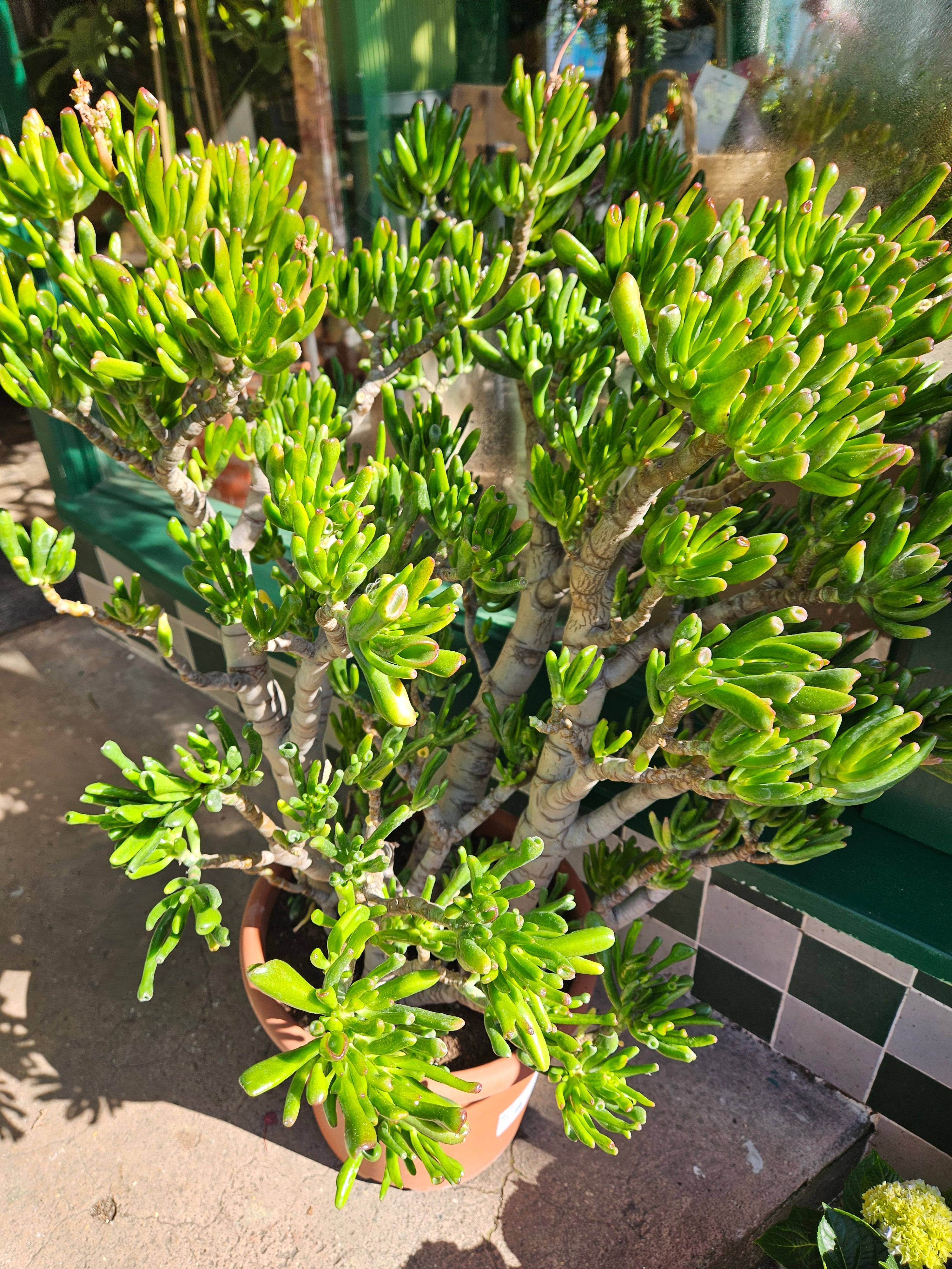 Crassula ovata 'Hobbit' (Ogre ear/ Jade plant)