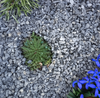 20mm Polar Blue Marble Chippings