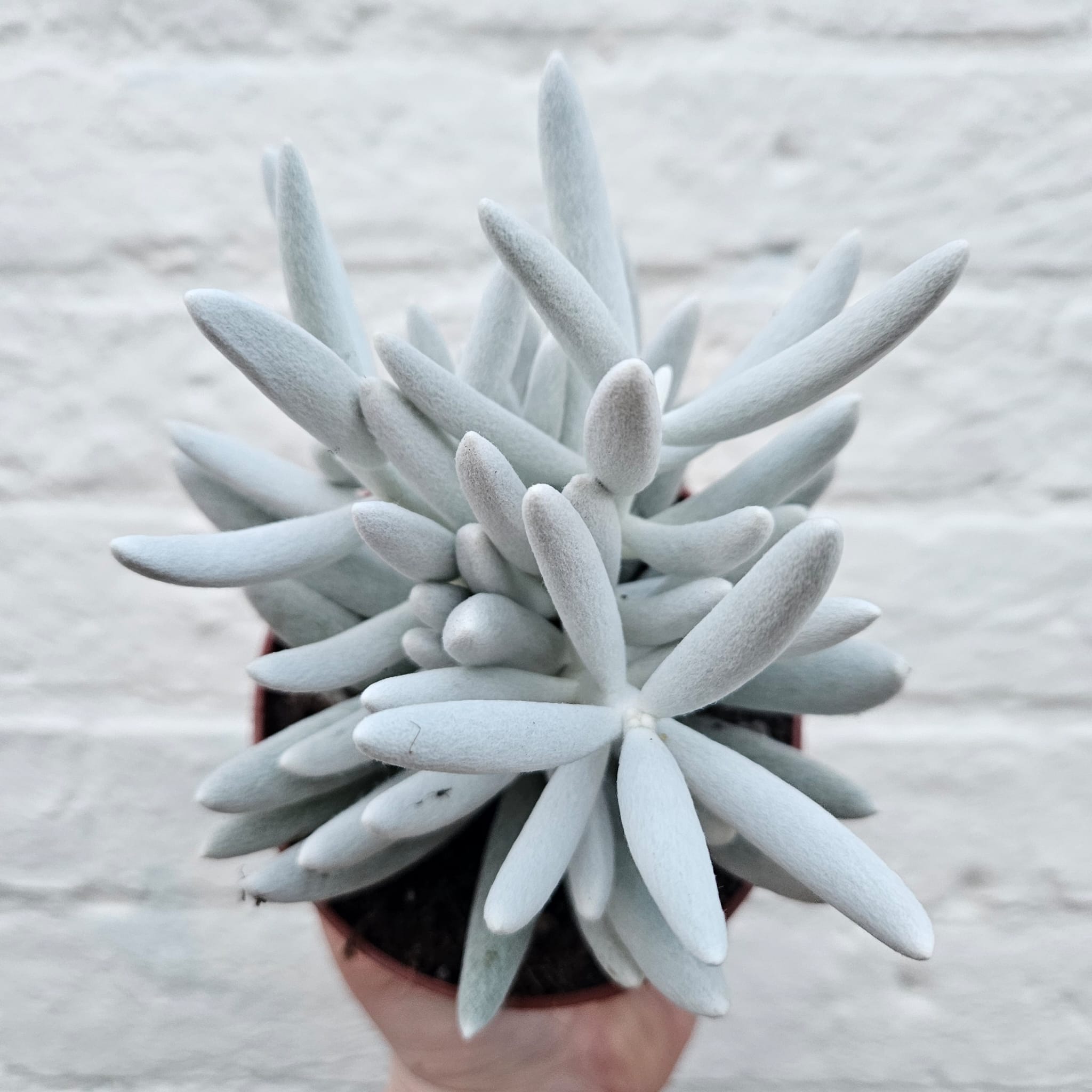 Senecio haworthii 'Mont Blanc' (Succulent plant)