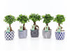 Ficus Mi Ginseng Keramiek Delft - Blue