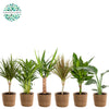 Ov Kamerplanten Gemengd Mand Gaby