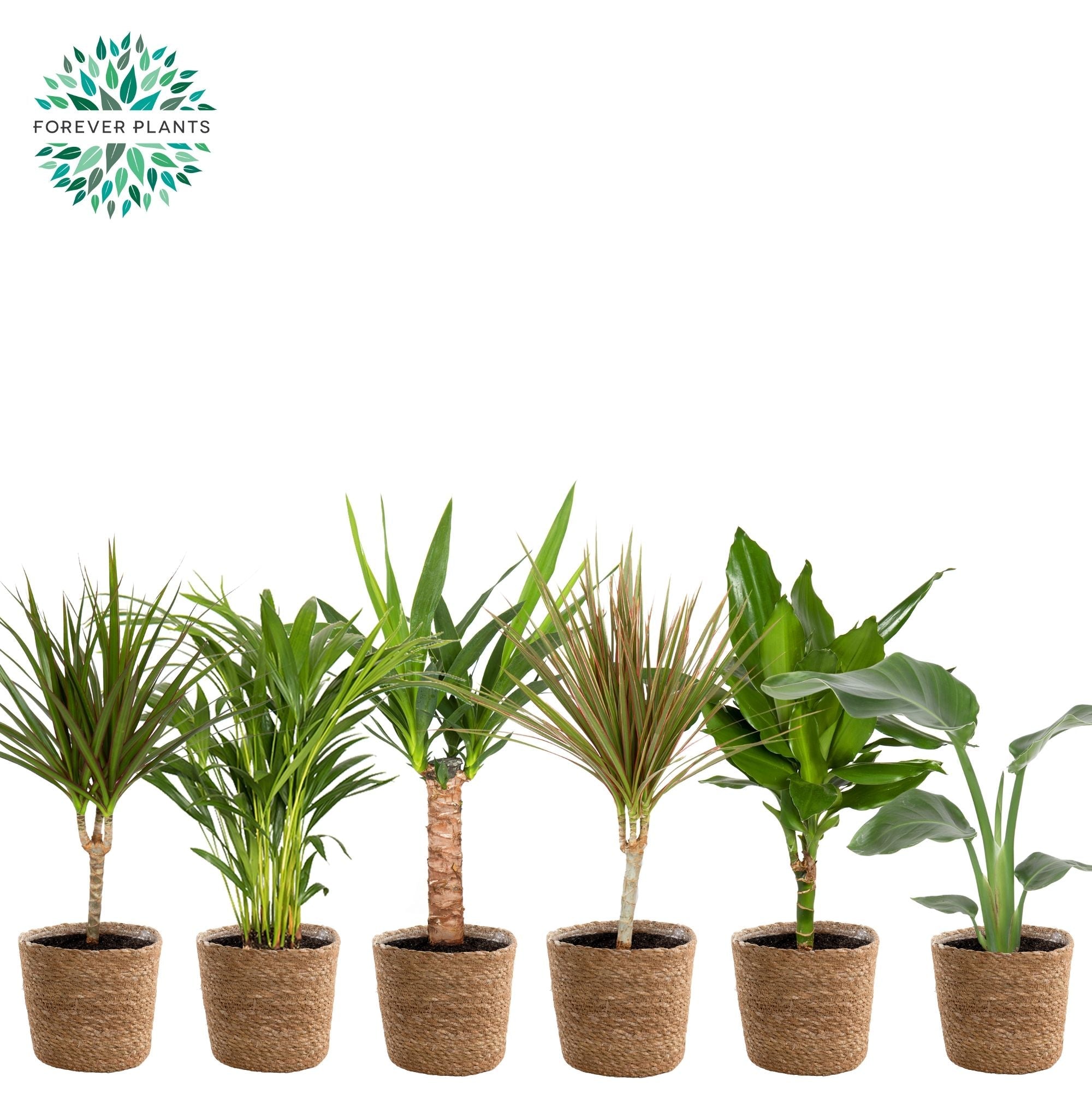Ov Kamerplanten Gemengd Mand Gaby