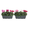 Cyclamen Per Gemengd Balkonbak