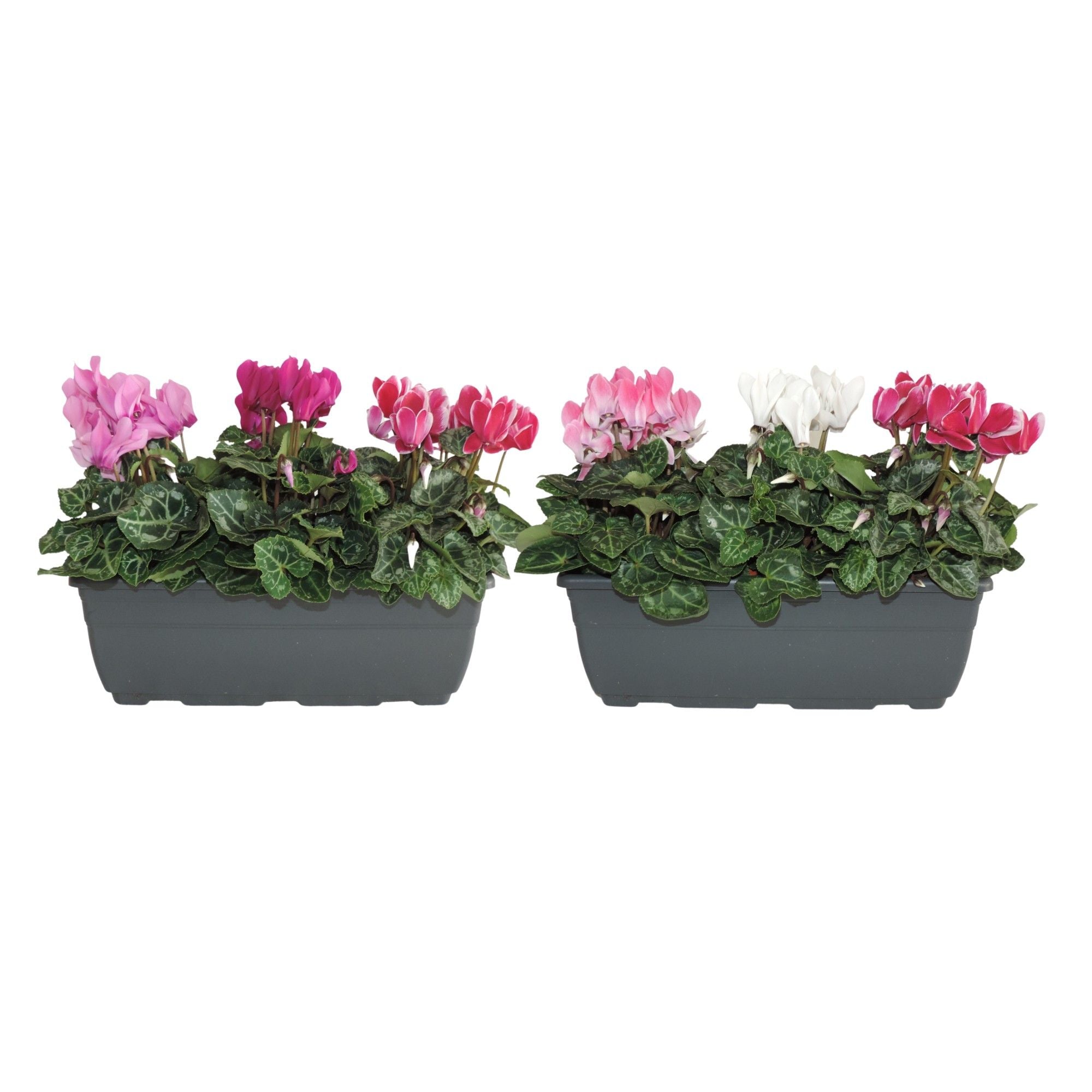 Cyclamen Per Gemengd Balkonbak
