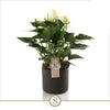 Anthurium St White Champion Keramiek Bari Grey