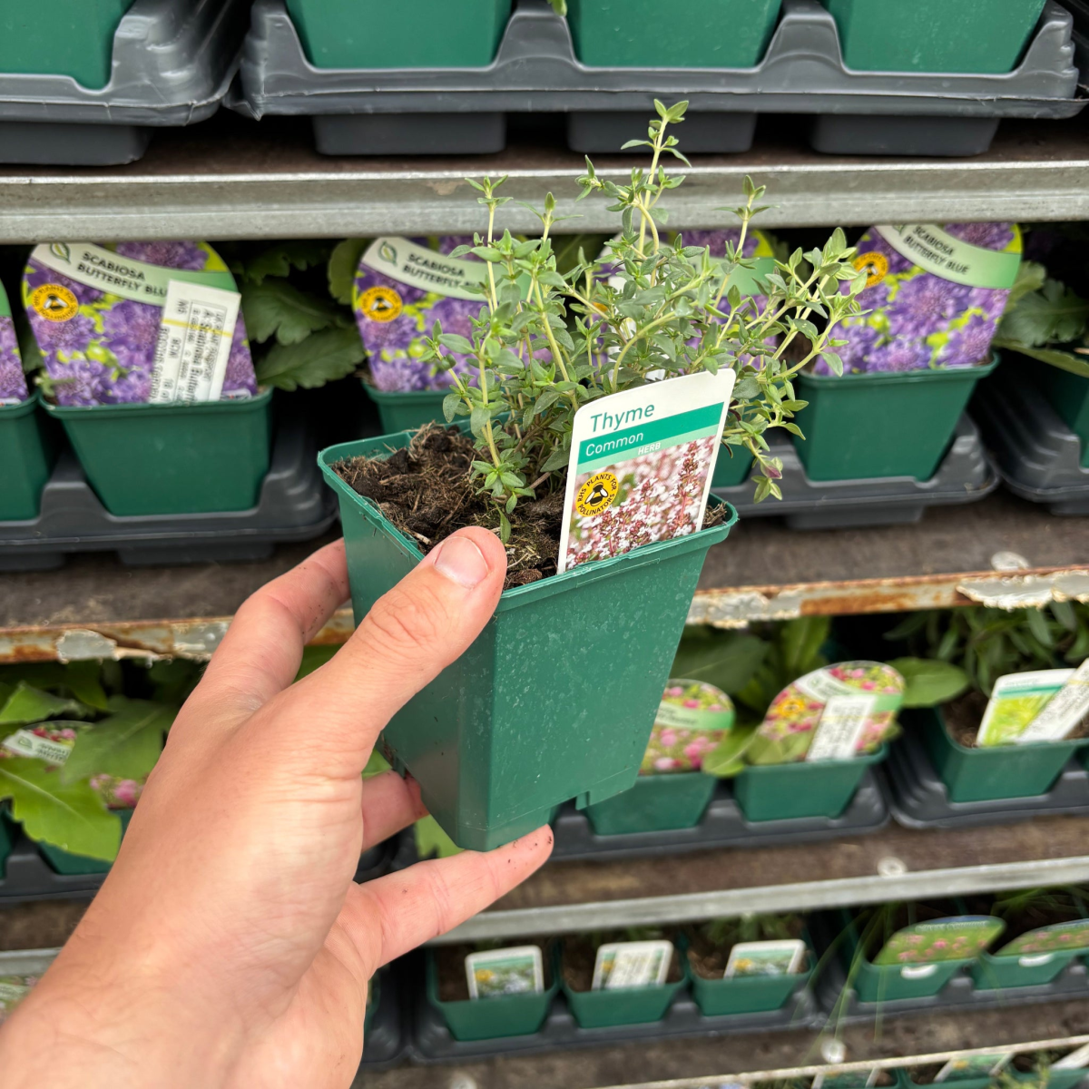 Thyme (common) 9cm