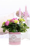 Hydrangea M Early Rosa 2+ Keramiek You're The Bloom
