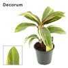 Cordyline Chocolate Queen