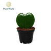 Hoya Kerrii 1pp