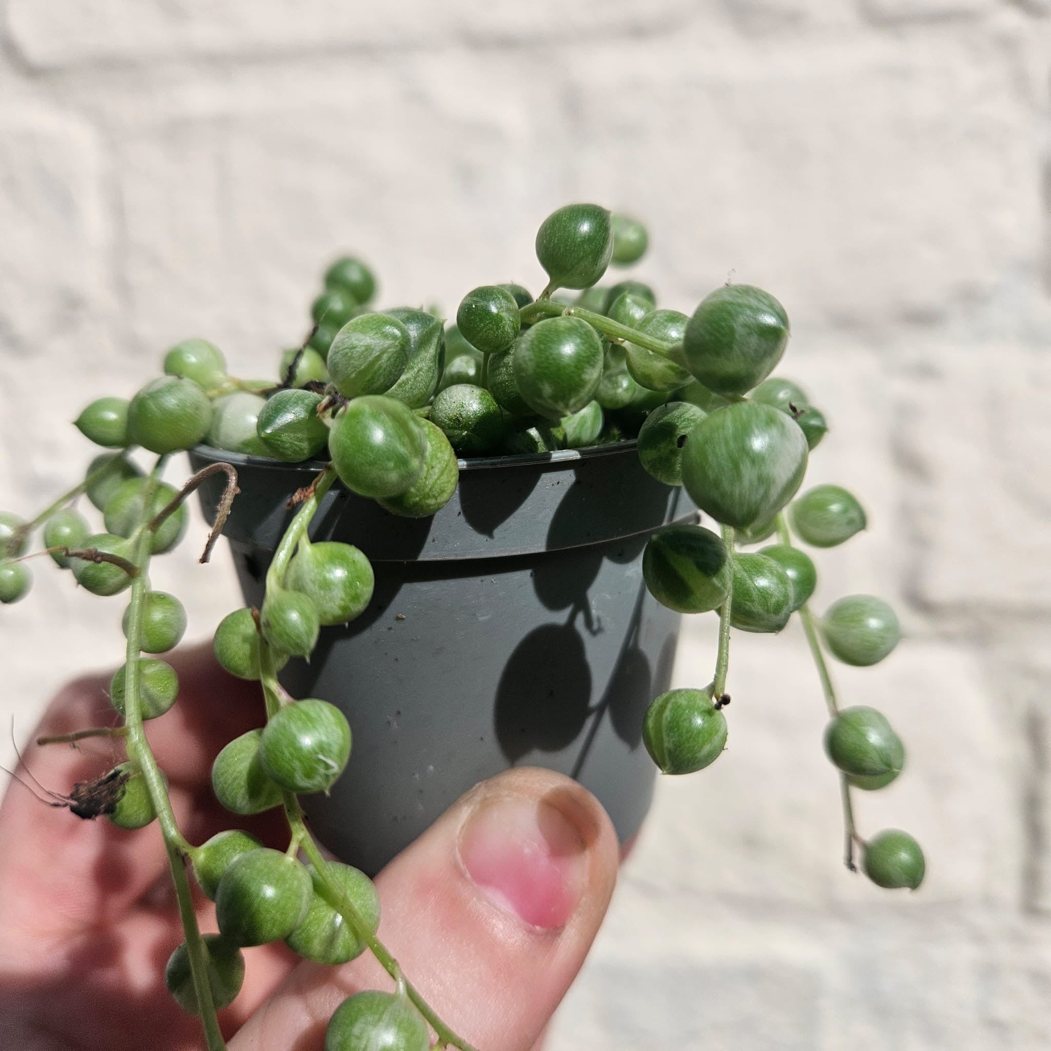 Curio rowleyanus 'Variegata' (Variegated String of Beads)
