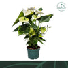 Anthurium An Samora