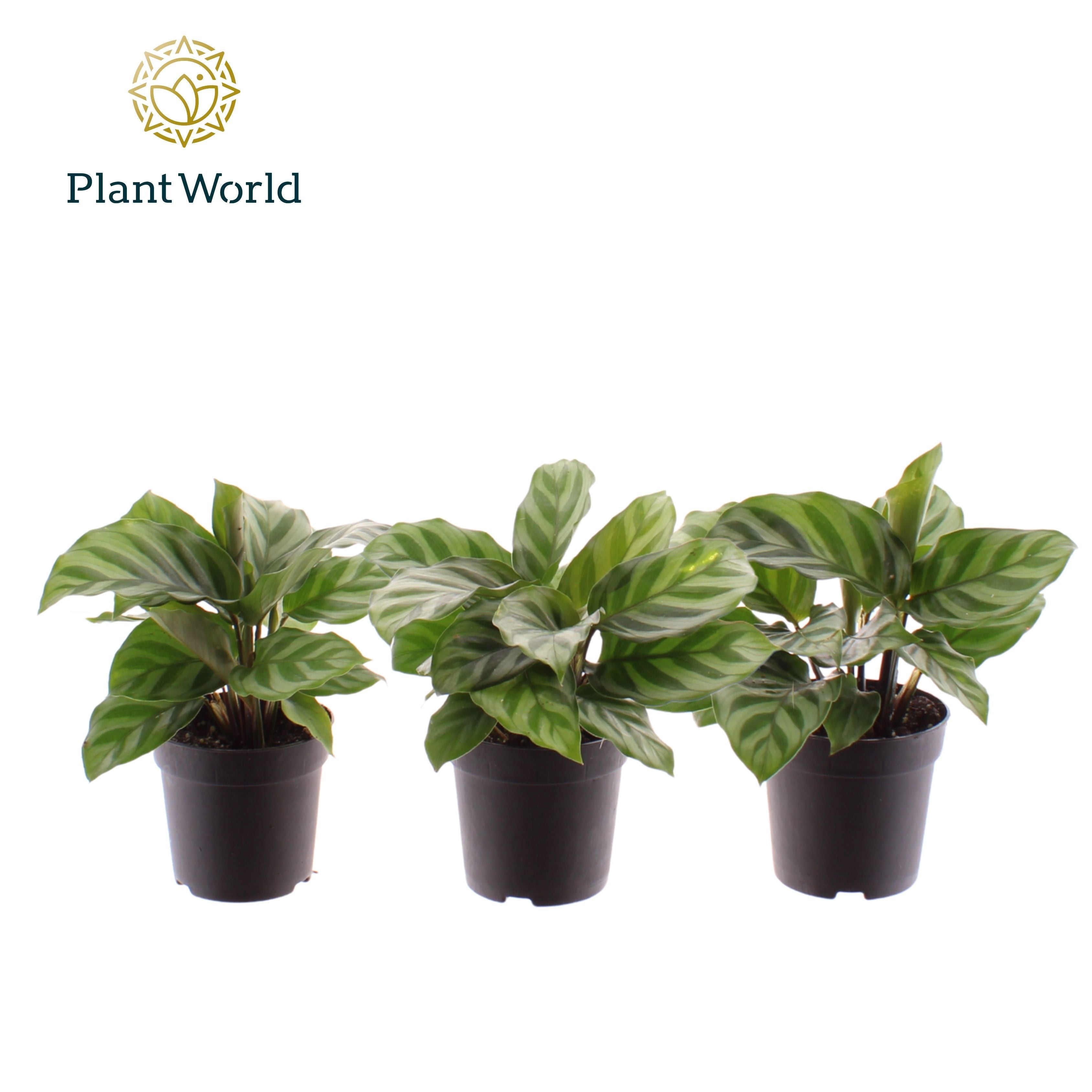 Calathea Freddie