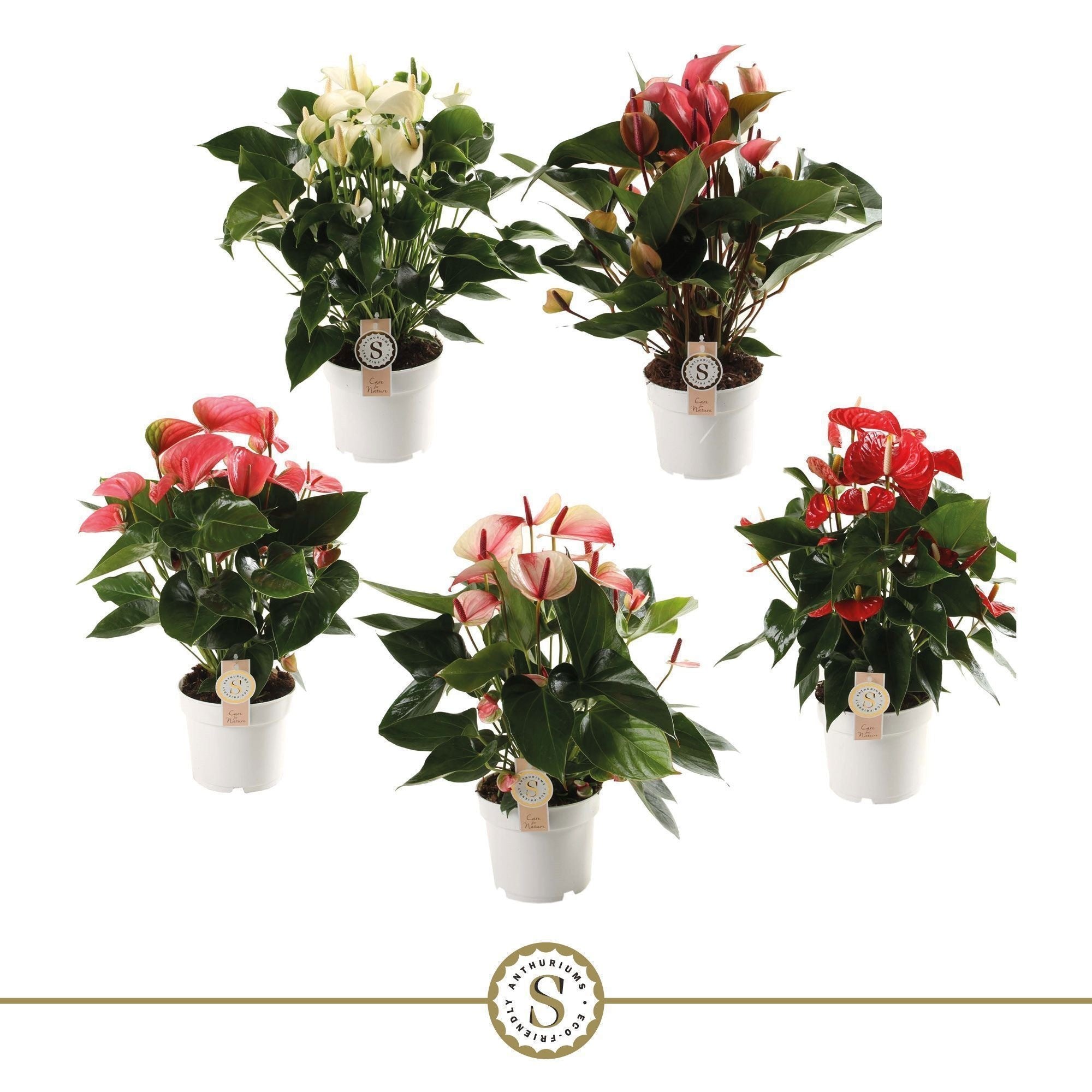 Anthurium St Gemengd 5kl