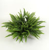 Nephrolepis Sonata Hangpot