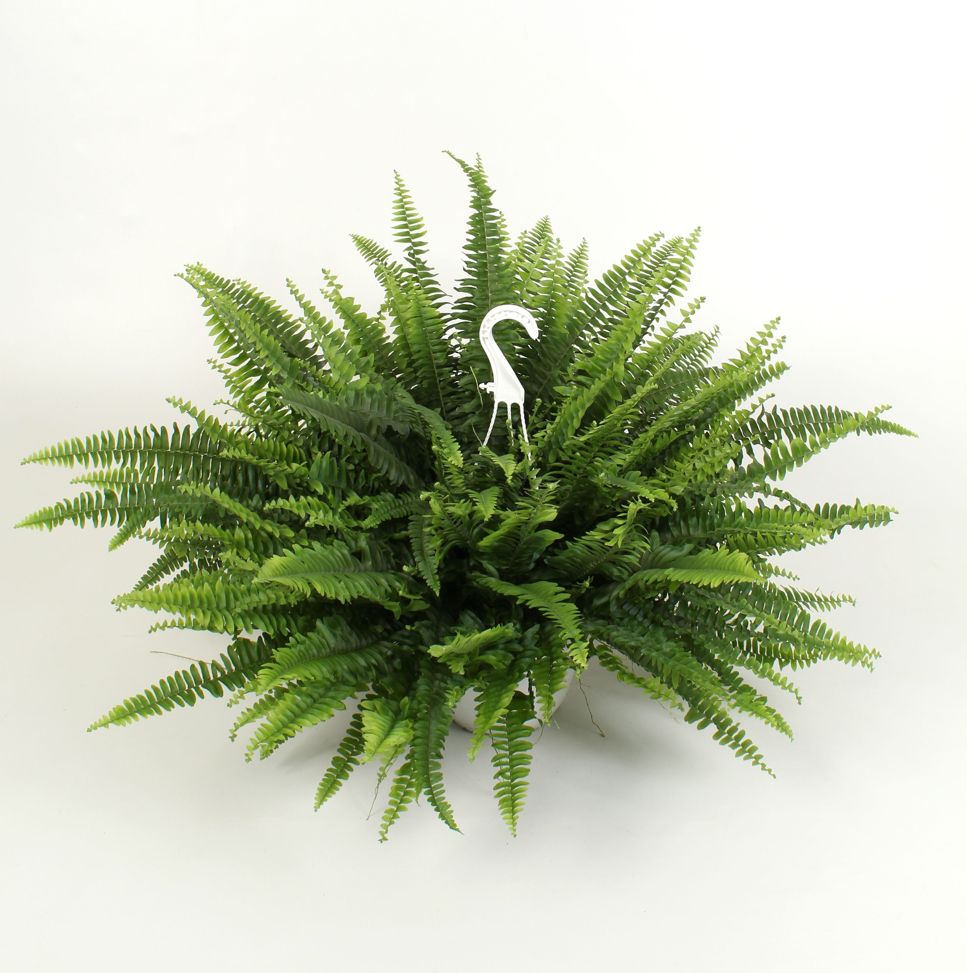 Nephrolepis Sonata Hangpot