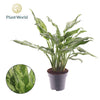 Aglaonema Juliette
