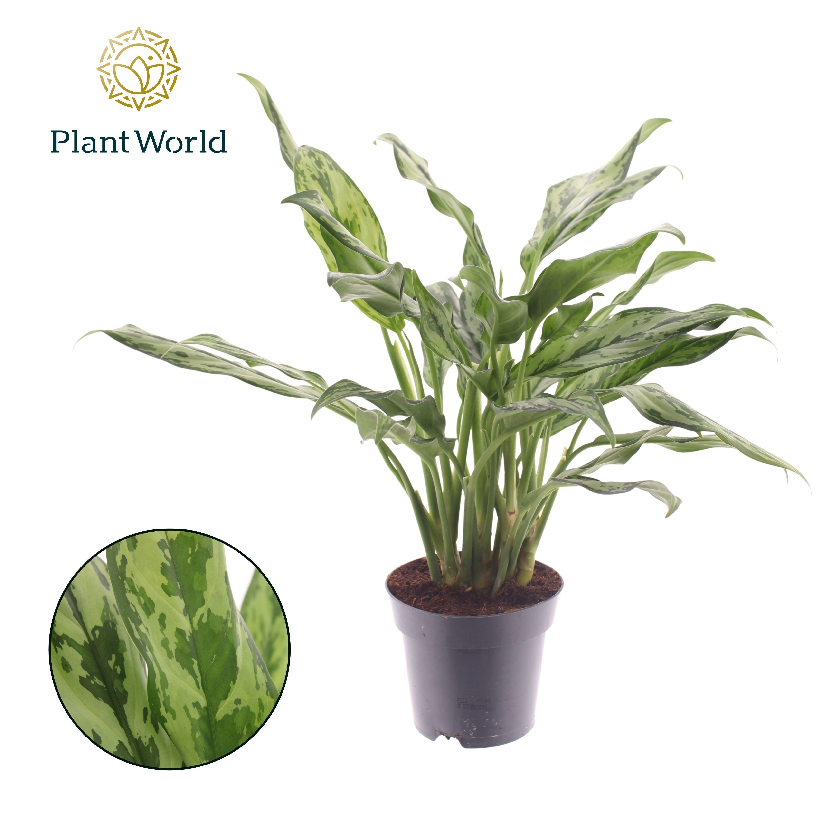 Aglaonema Juliette