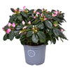 Rhodo Si Hulsten